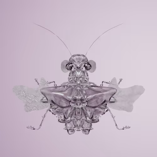Coleopteracerritulus populonae