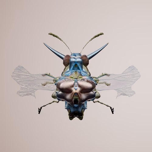 Coleopteracerritulus bufinx
