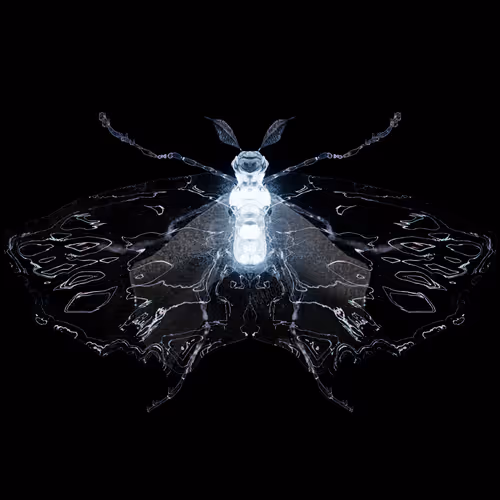 Chrysalism Insect