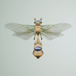 Anisopteracerritulus derboditus