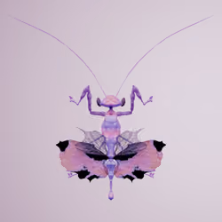 Mantodeavivida amblyrhitimus