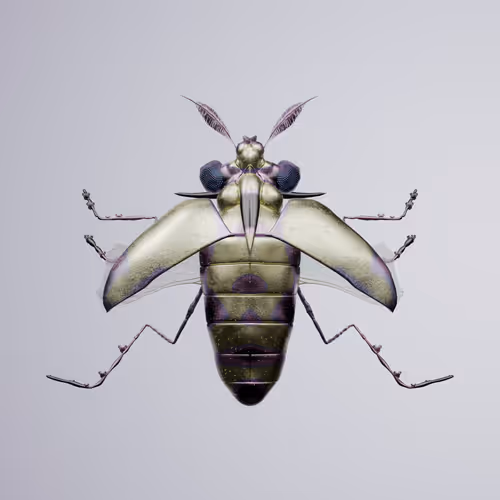 Coleopterapinguis fulgos