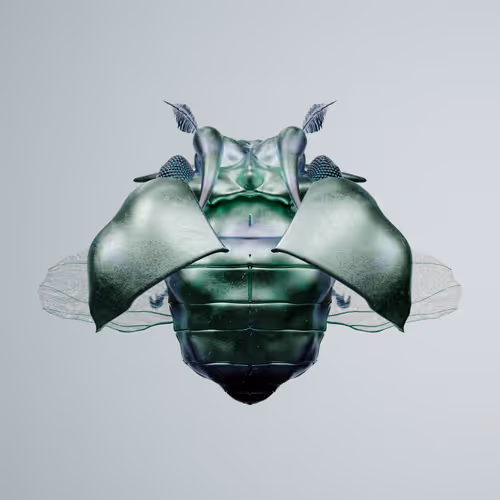 Chrysalism Insect