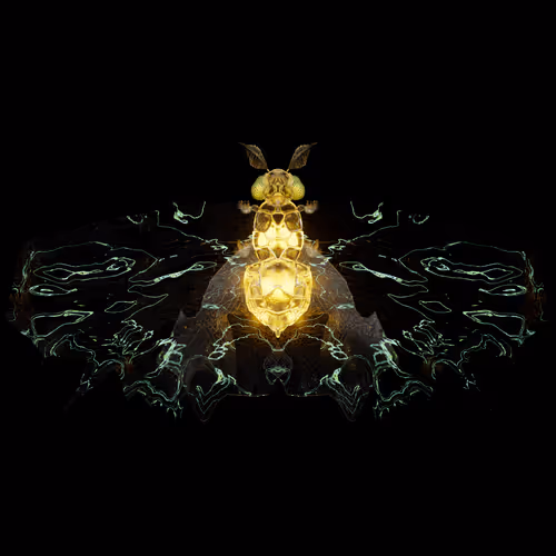 Chrysalism Insect