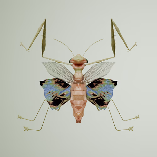 Mantodeaproceritas zebrinus