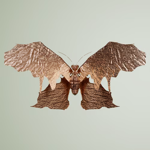 Rhopalocerapinguis aegarinia