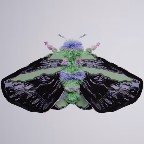 Chrysalism Insect