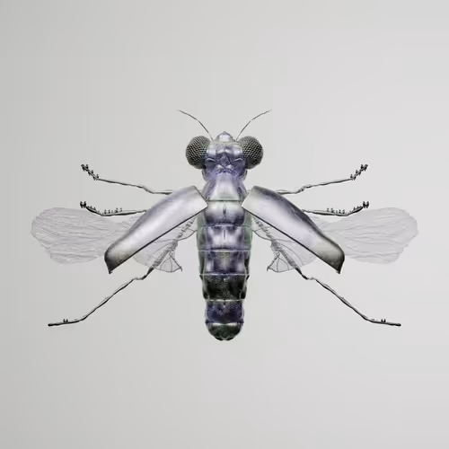 Coleopteraproceritas darwuco