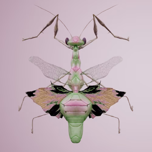 Mantodeapinguis alcaticus
