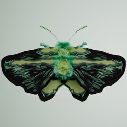 Lepidopteraachrus scraria