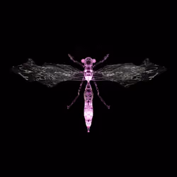 Anisopterapinguis temporiol