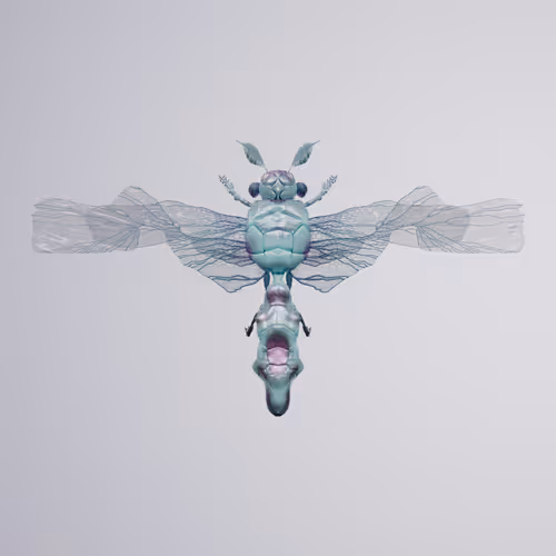 Chrysalism Insect