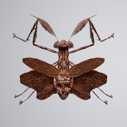 Chrysalism Insect
