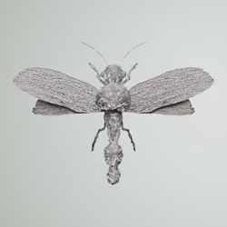 Anisopteraioninae latreri