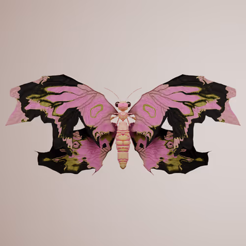 Chrysalism Insect