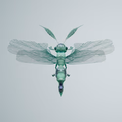 Anisopterasuperbus vitulalis