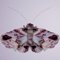 Lepidopteravivida indrolophus