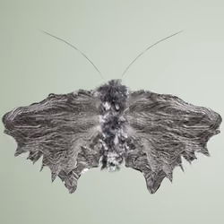 Lepidopteraata fascitimus