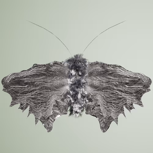 Lepidopteraata fascitimus