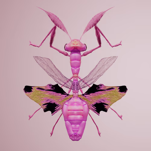 Mantodeapinguis lupatta