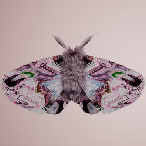 Chrysalism Insect