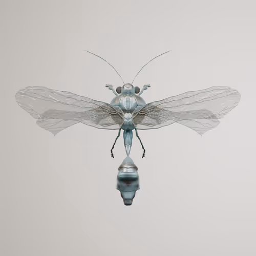 Chrysalism Insect