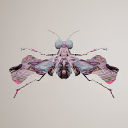 Coleopteravivida lynxentus