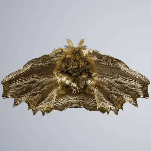 Chrysalism Insect
