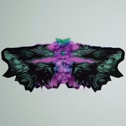 Lepidopteracerritulus oedipuinus