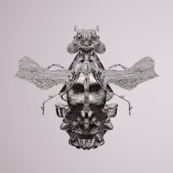 Coleopteracerritulus atraica
