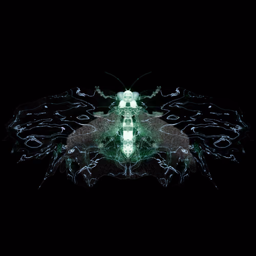 Lepidopterauus agassoldti