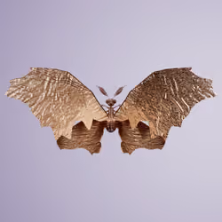 Rhopalocerauis gorensis