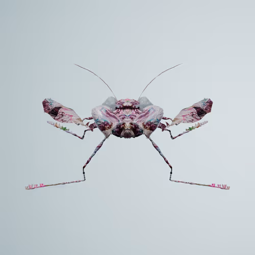 Chrysalism Insect