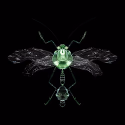 Anisopteraebus bintone