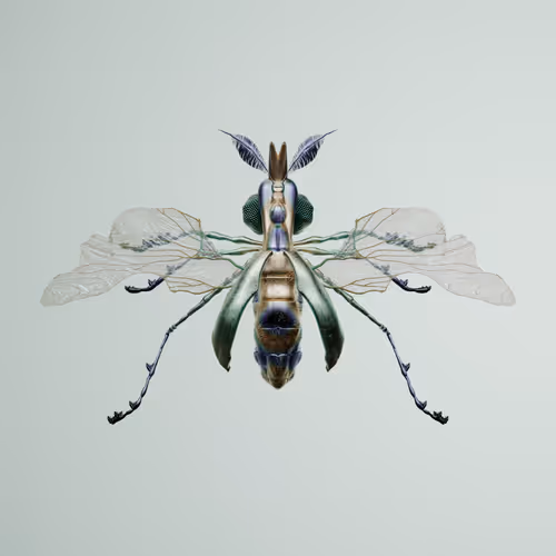 Chrysalism Insect