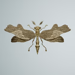 Anisopteraouatta iguanyi