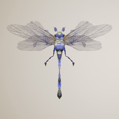 Anisopterapinguis bufinx