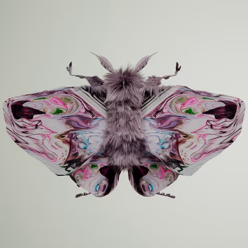 Chrysalism Insect