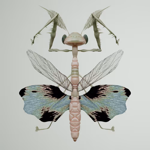 Chrysalism Insect