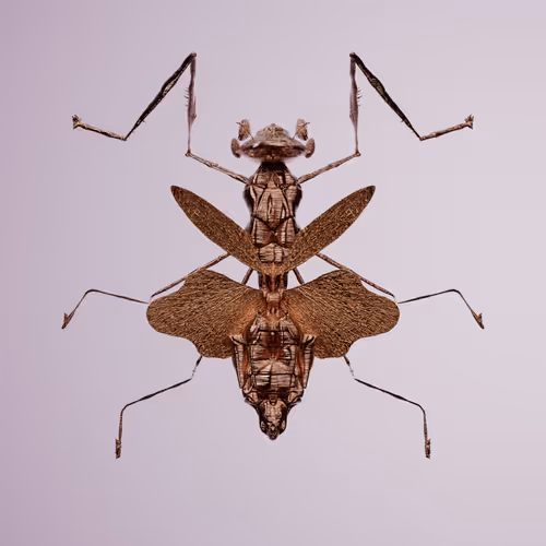 Chrysalism Insect