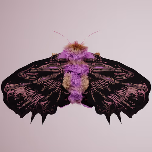 Chrysalism Insect