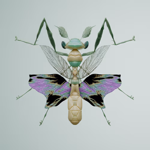 Chrysalism Insect
