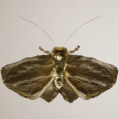 Chrysalism Insect
