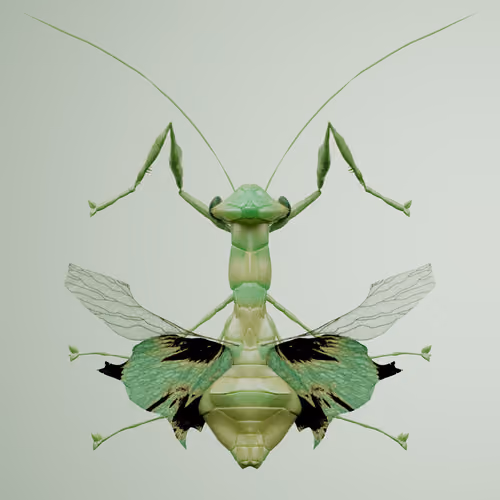 Mantodeasuperbus orengei
