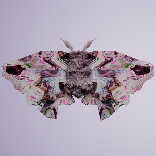 Chrysalism Insect