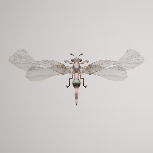 Chrysalism Insect