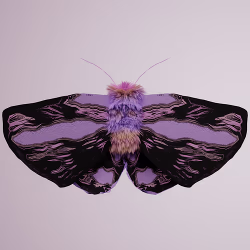 Chrysalism Insect