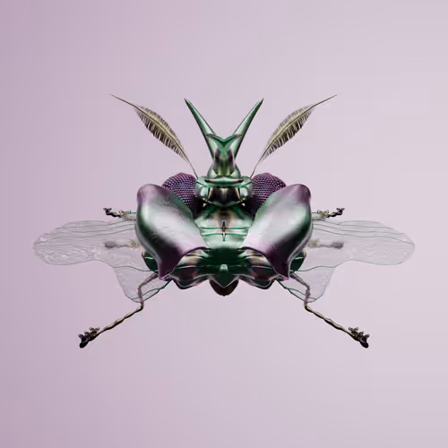 Chrysalism Insect