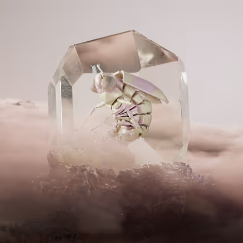 Chrysalism Insect