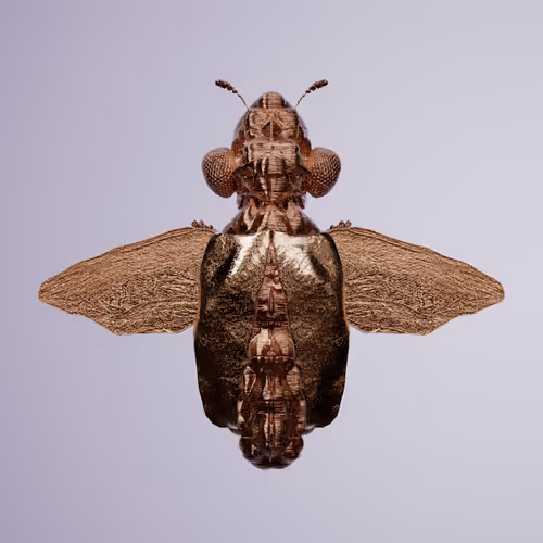 Chrysalism Insect